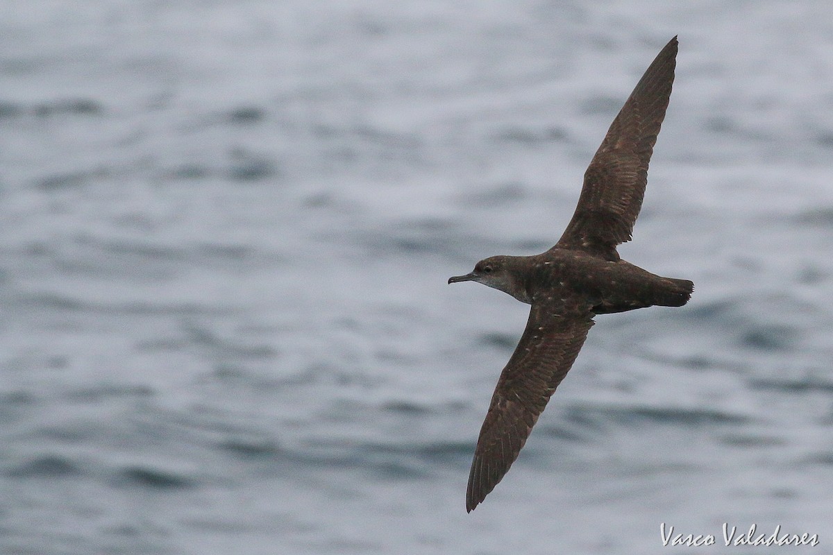 Balearic Shearwater - ML615180401