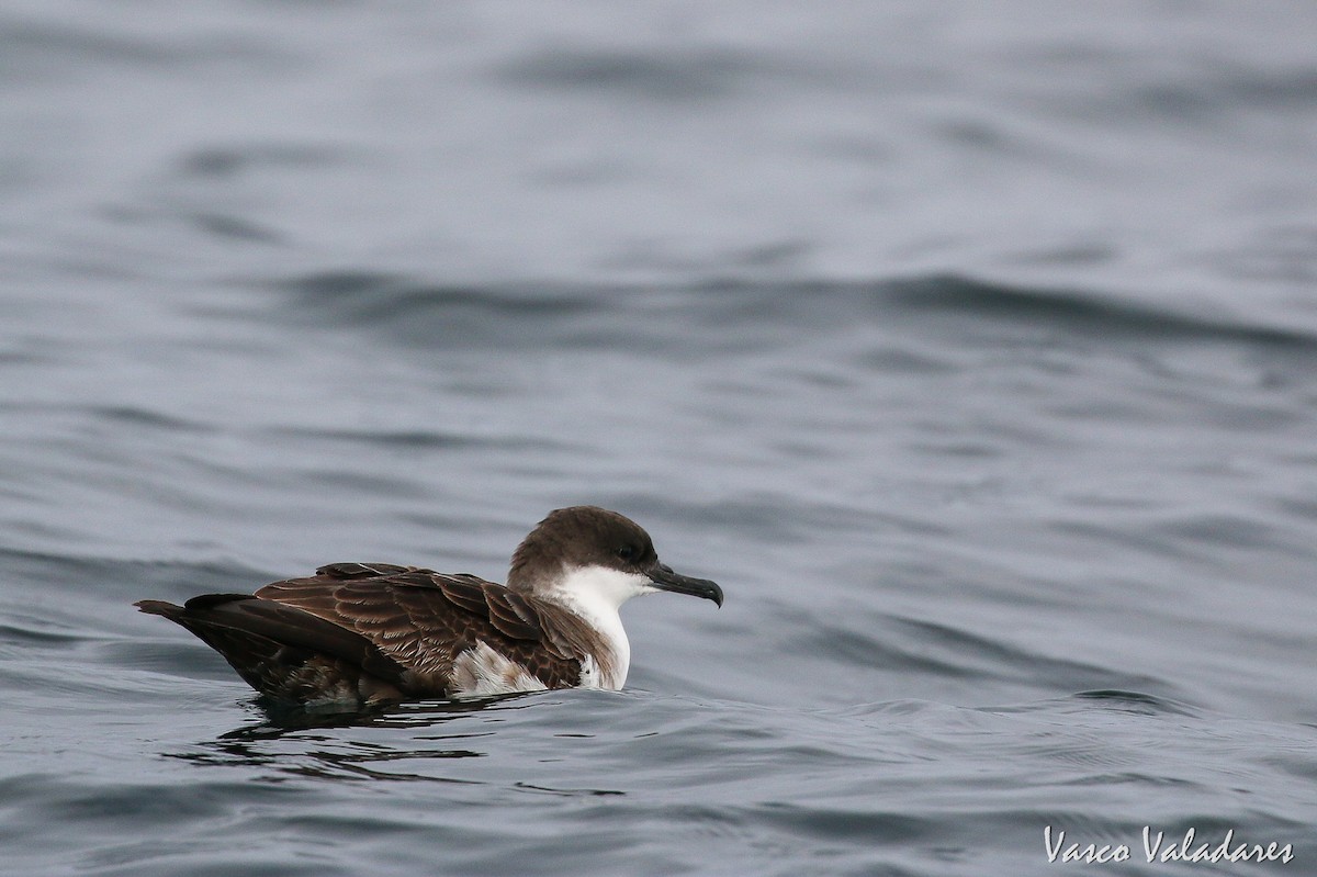 Great Shearwater - ML615180415