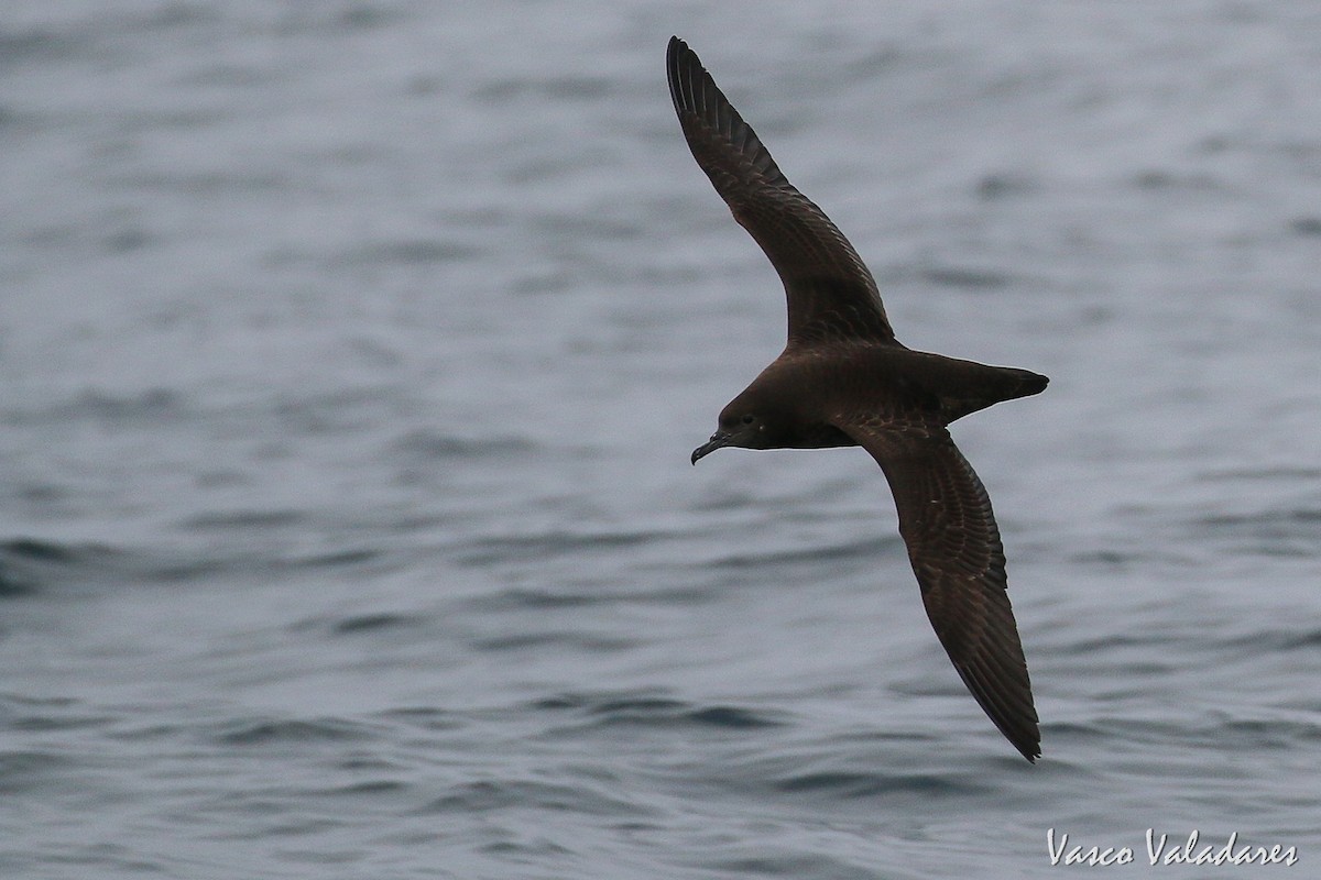 Sooty Shearwater - ML615180416