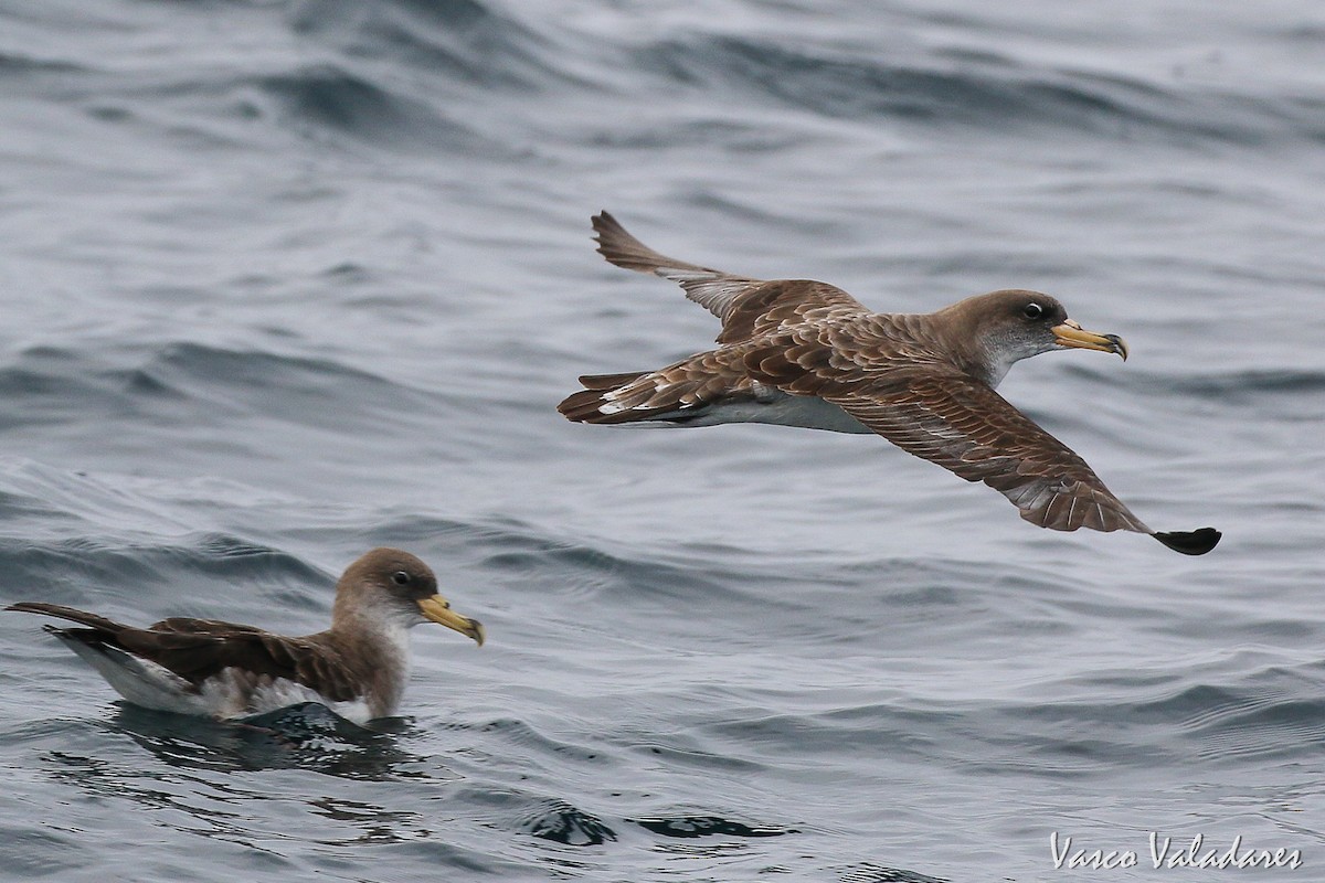 Cory's Shearwater - ML615180423