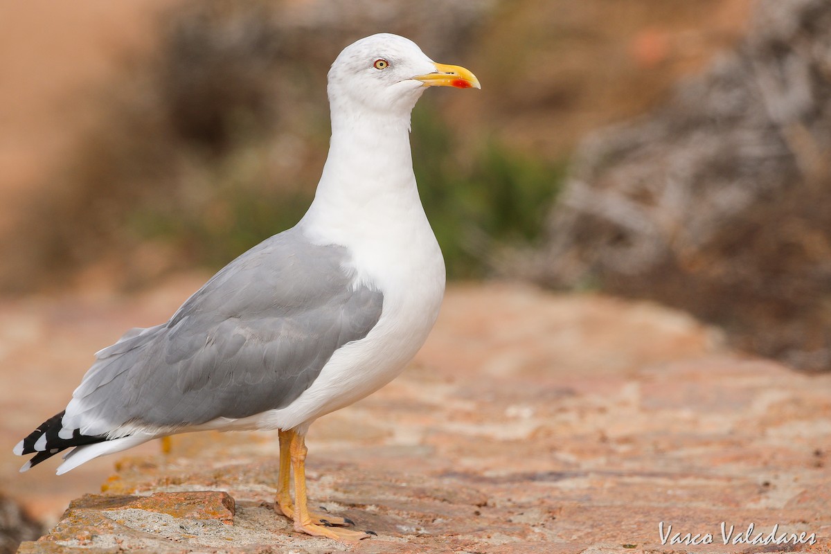 Yellow-legged Gull - ML615180434