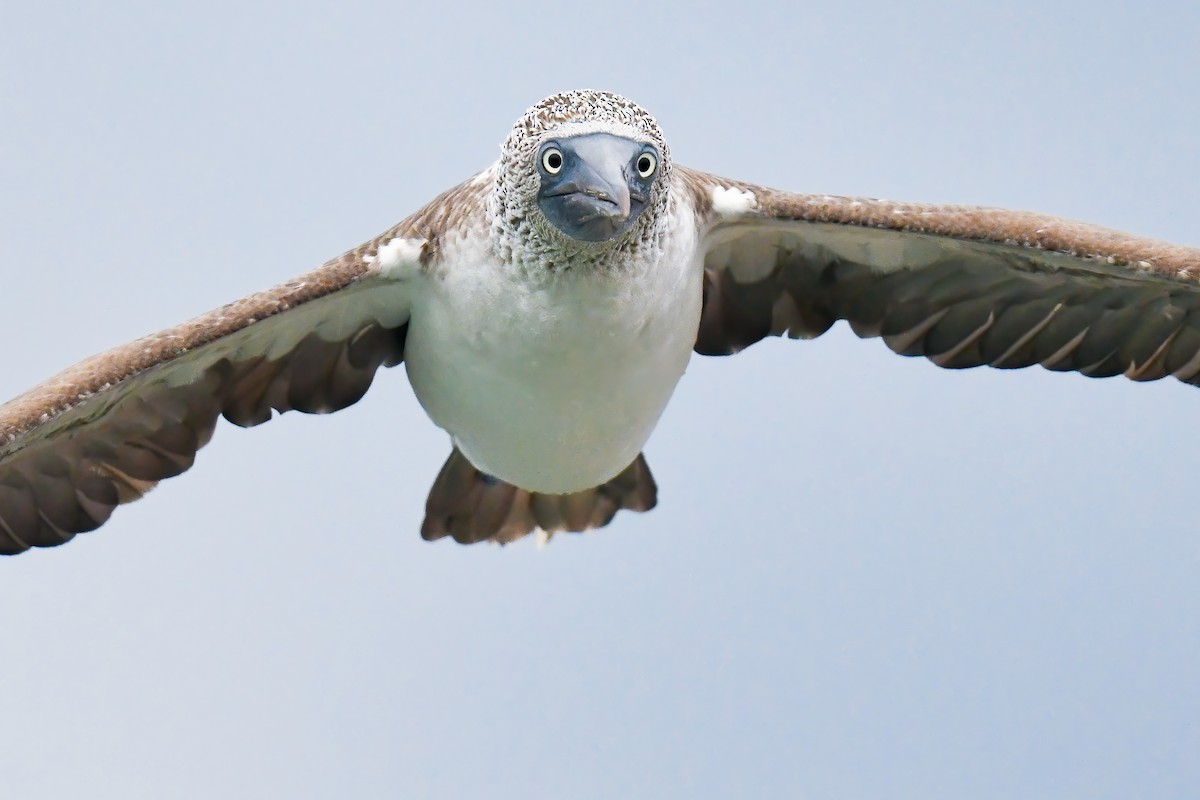Blue-footed Booby - ML615180454