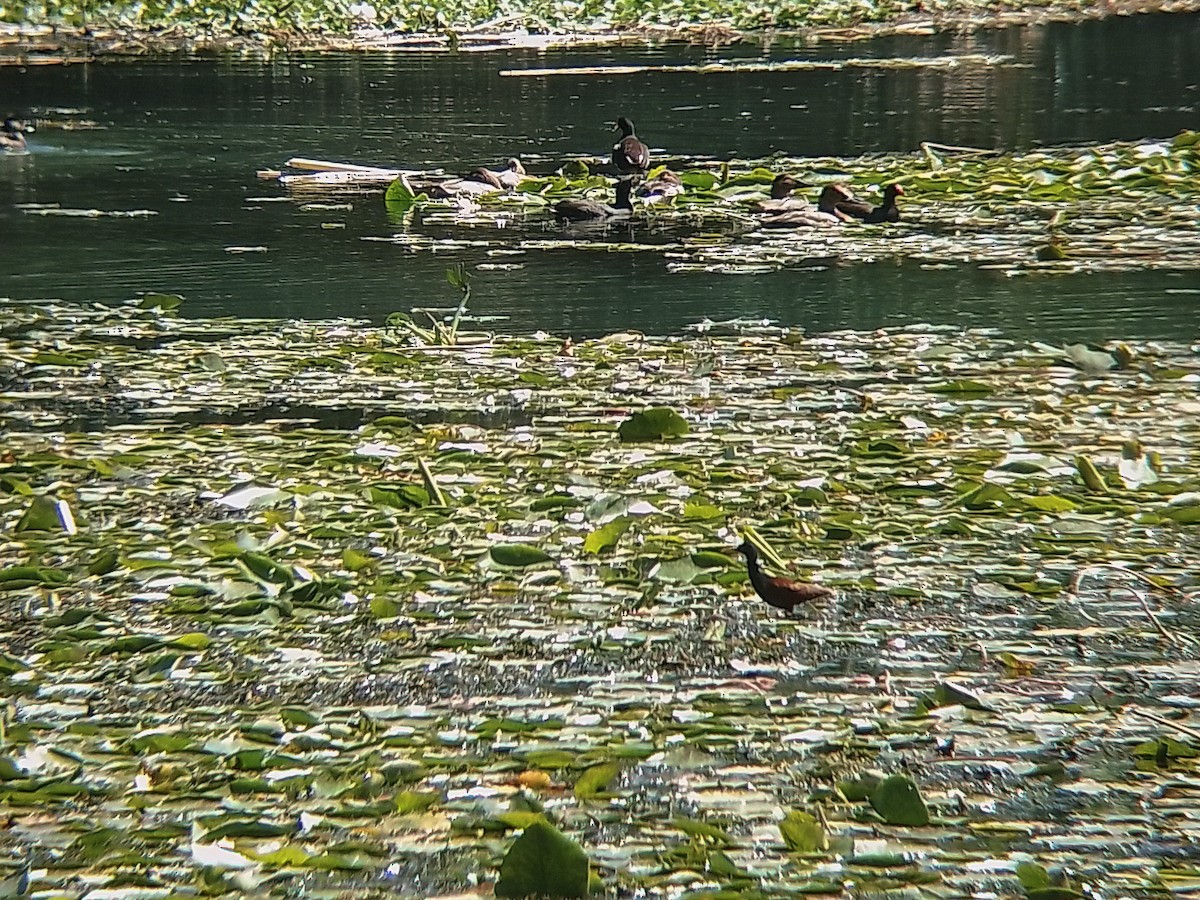 Northern Jacana - Jorge Guerra