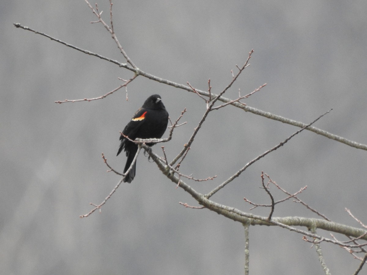 Red-winged Blackbird - ML615180490