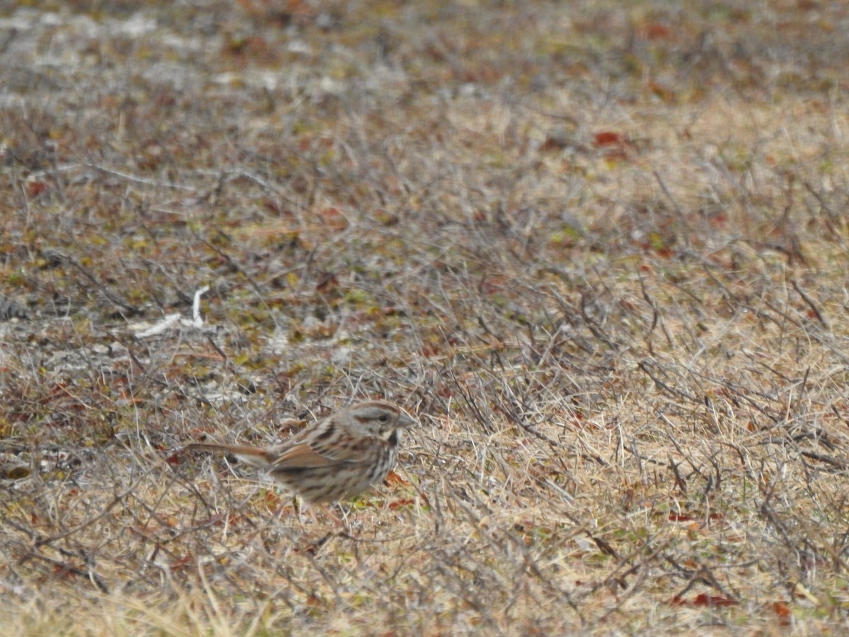 Song Sparrow - ML615180495