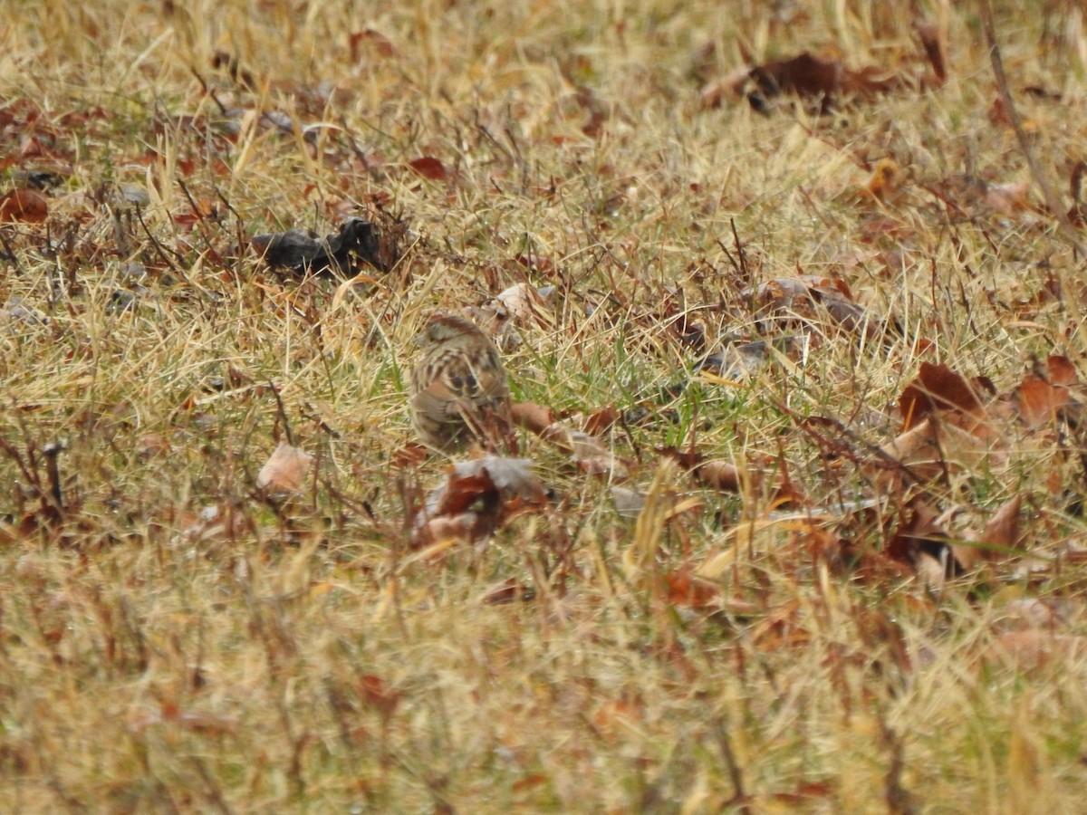 Song Sparrow - Ron Marek