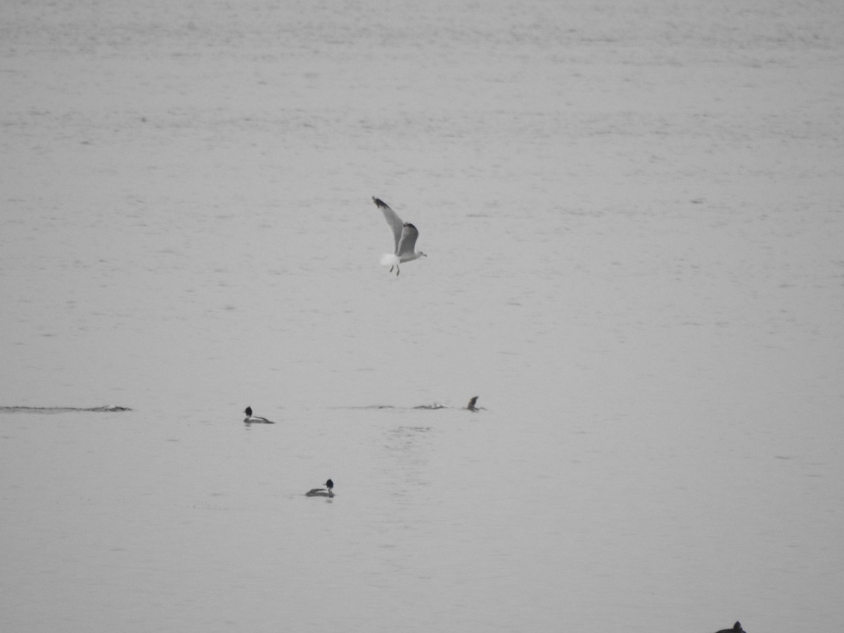 Ring-billed Gull - ML615180501