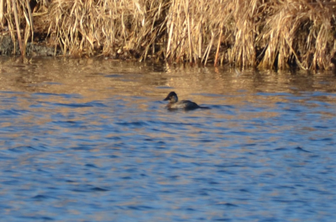Ruddy Duck - ML615180546
