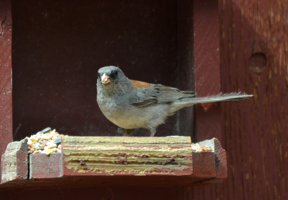 Dark-eyed Junco (Gray-headed) - Jane Icenogle