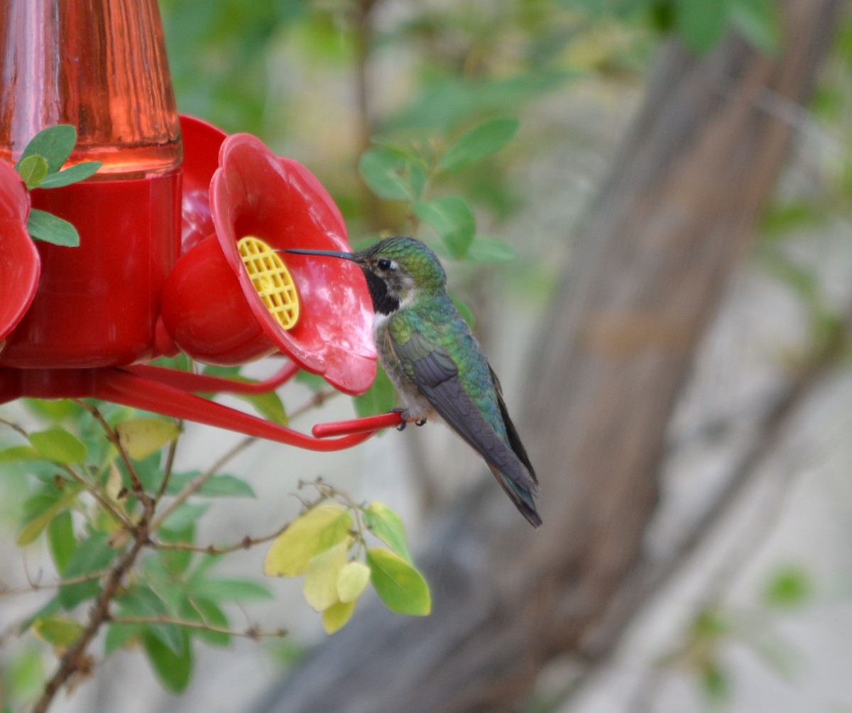 Broad-tailed Hummingbird - Jane Icenogle