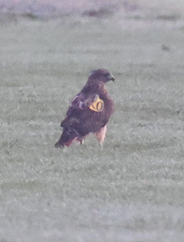 Red-tailed Hawk - ML615180665