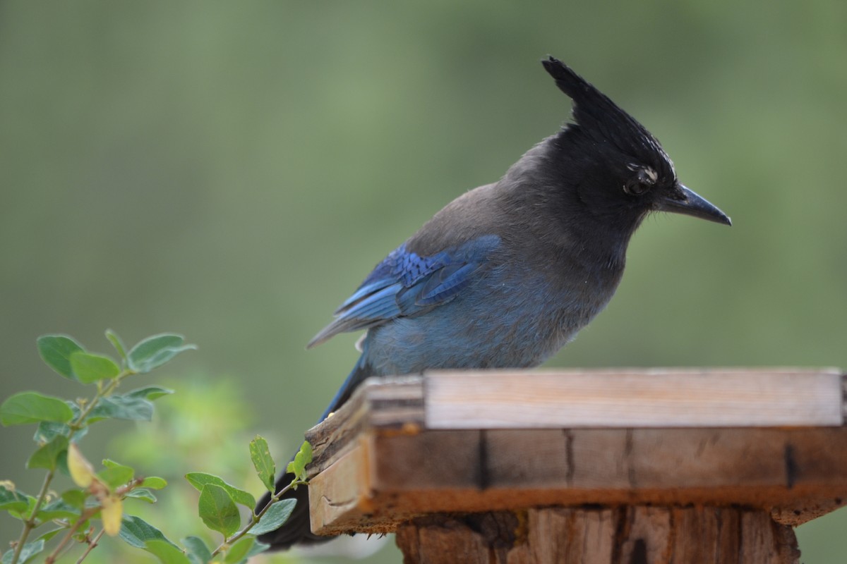 Steller's Jay - Jane Icenogle