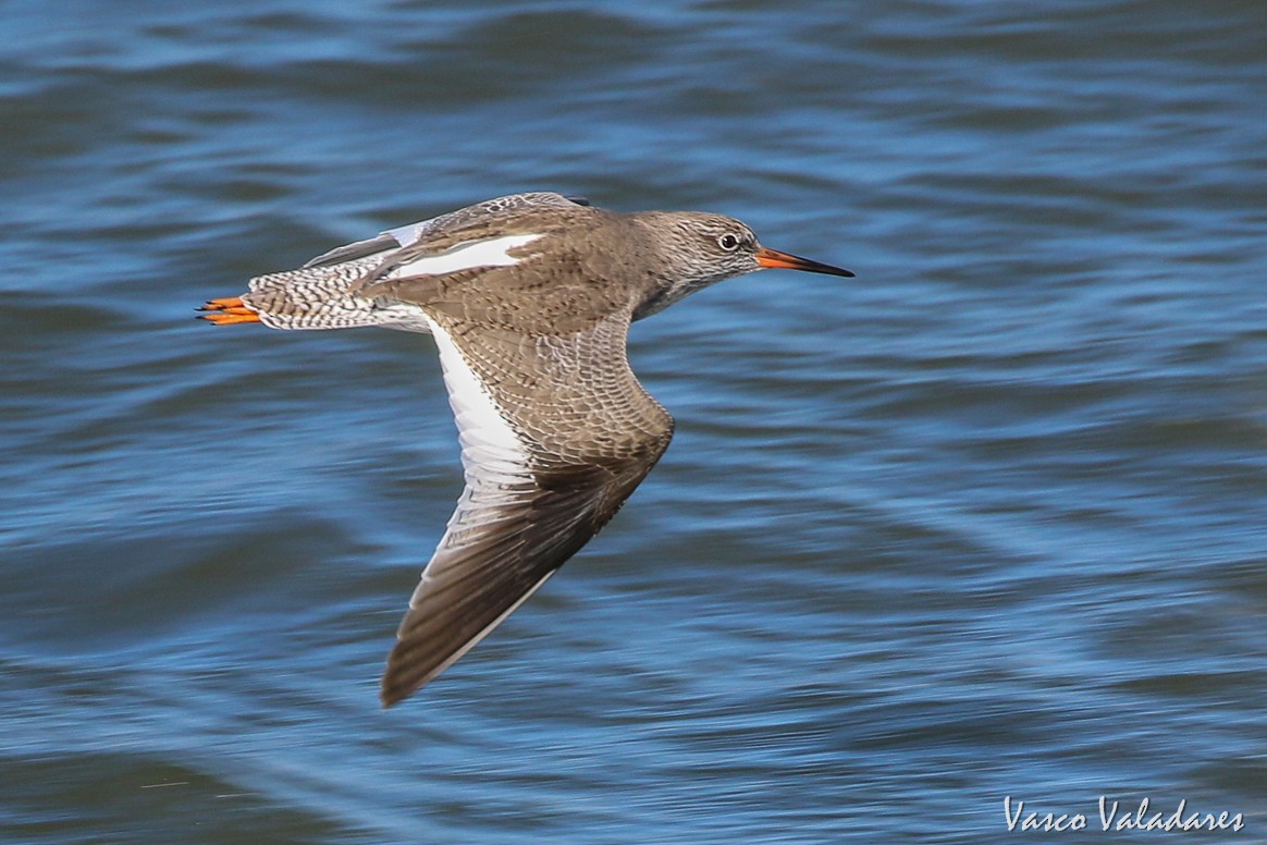 Common Redshank - Vasco Valadares