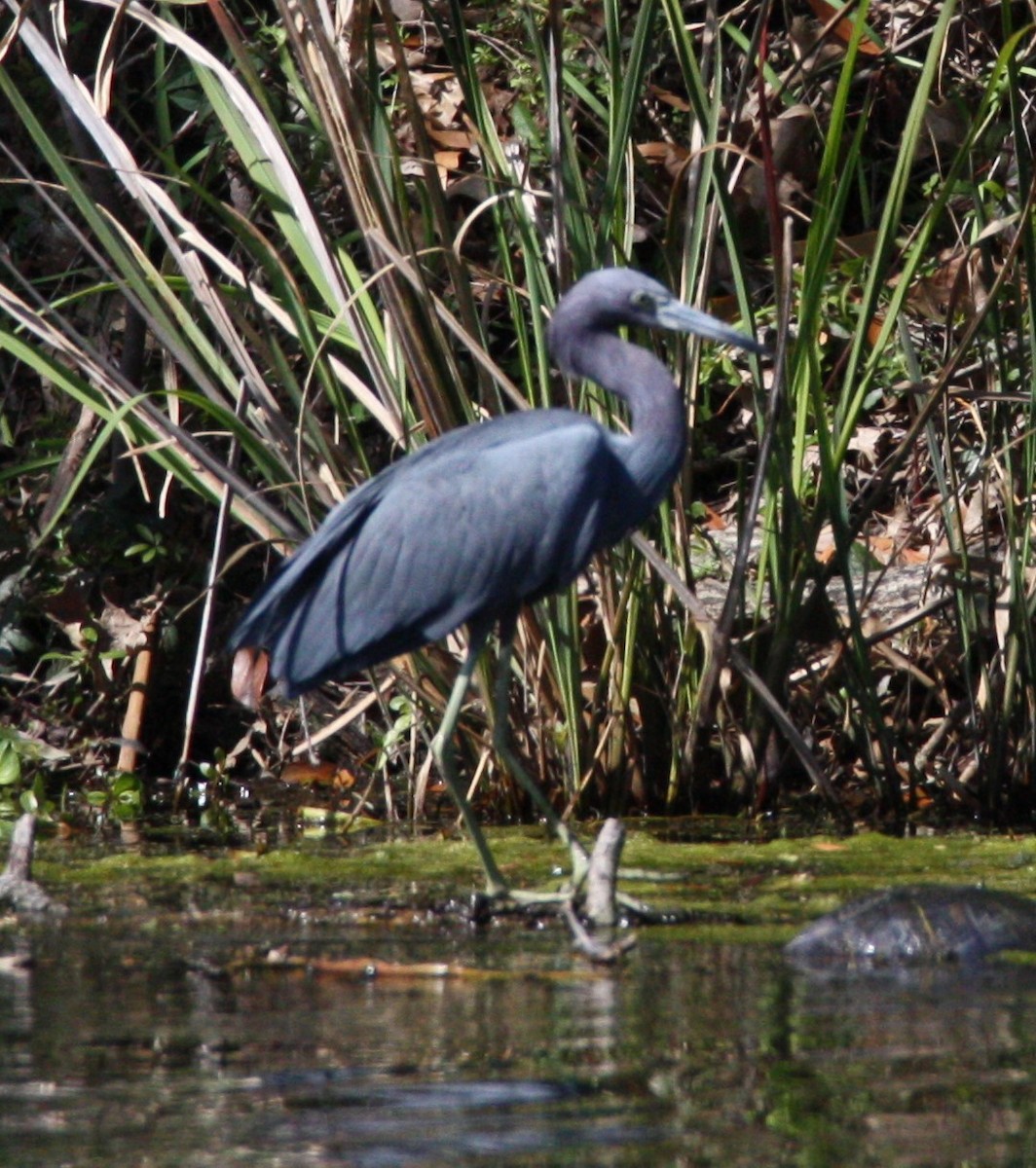 Little Blue Heron - ML615180701