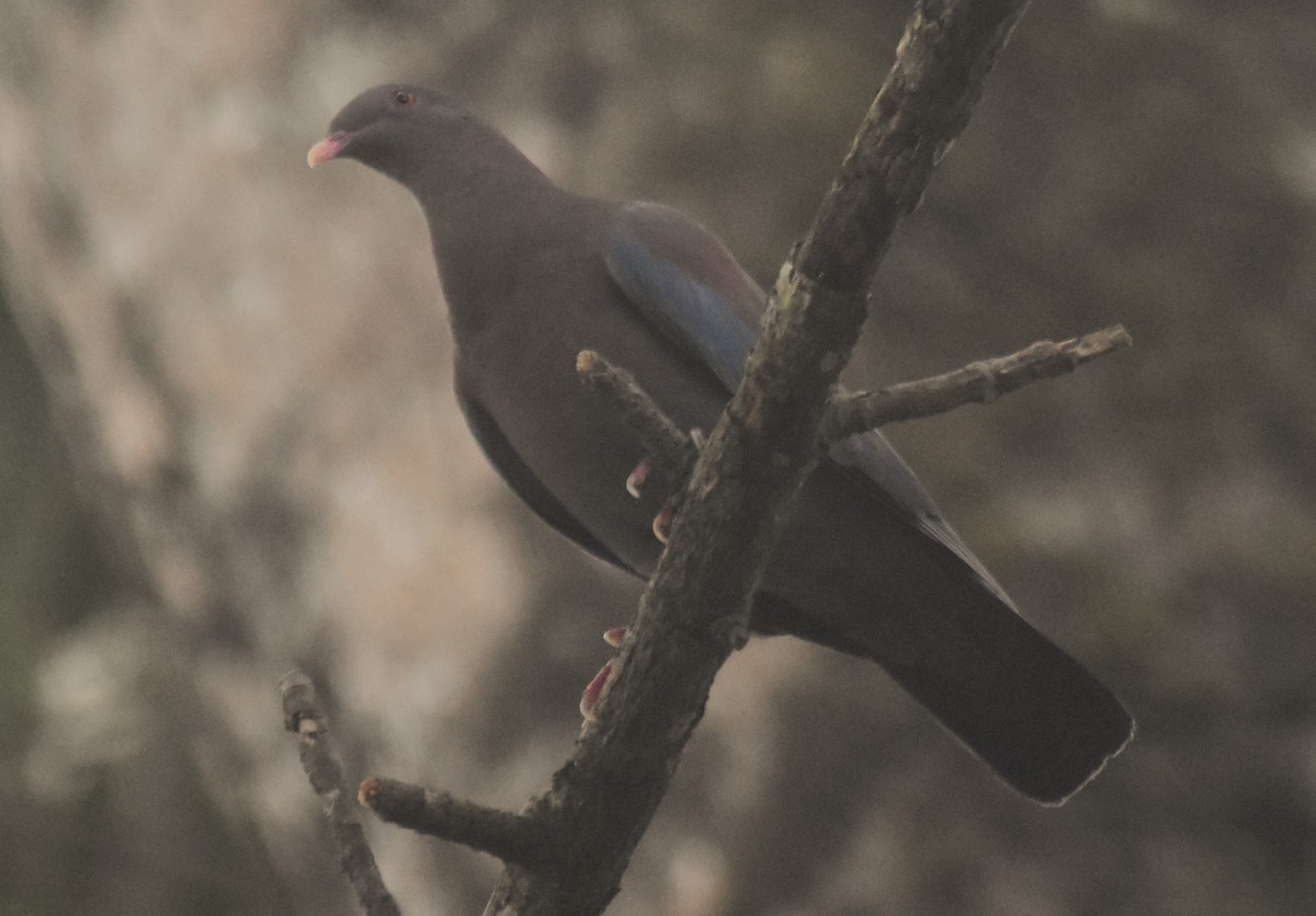 Red-billed Pigeon - Rodolfo Dodero