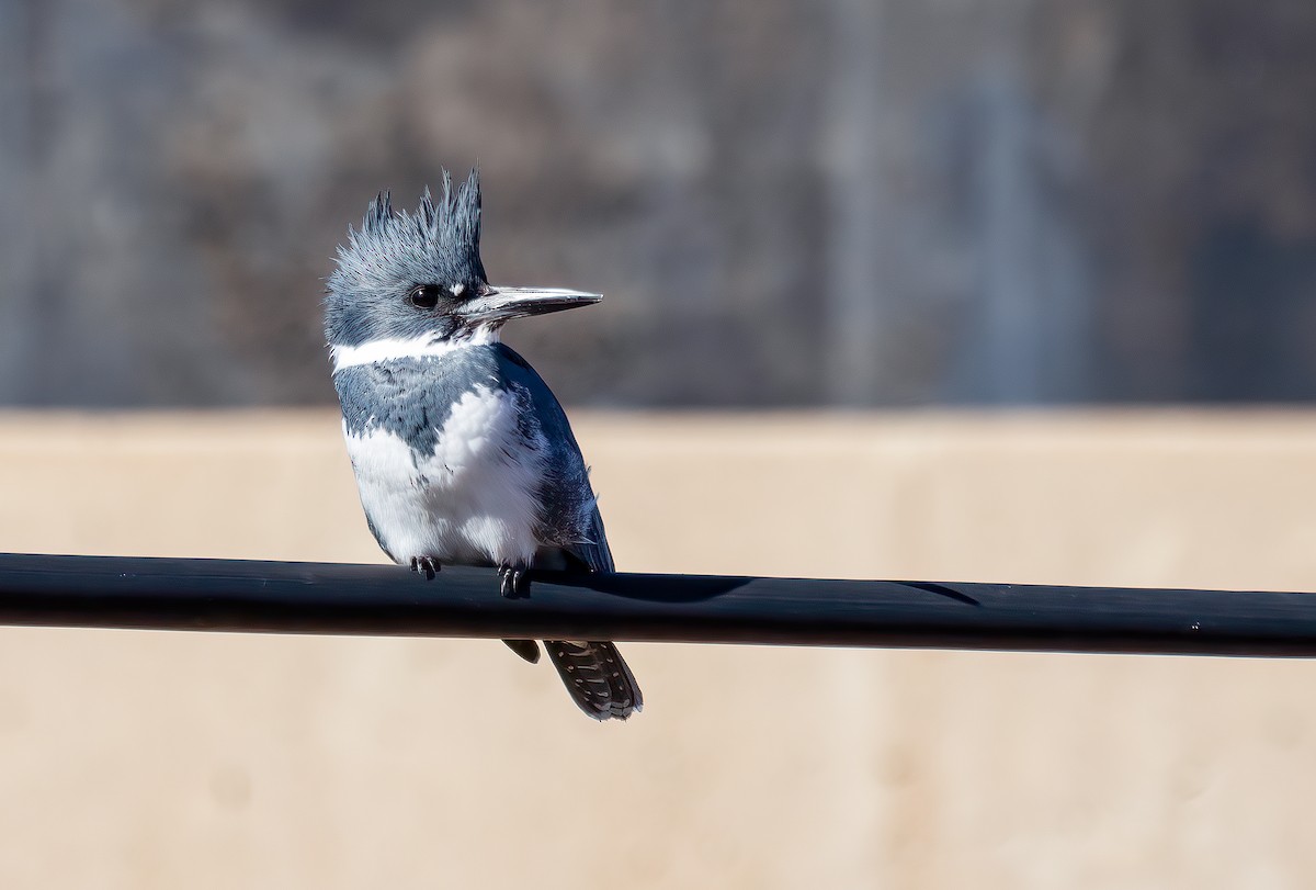 Belted Kingfisher - ML615180840