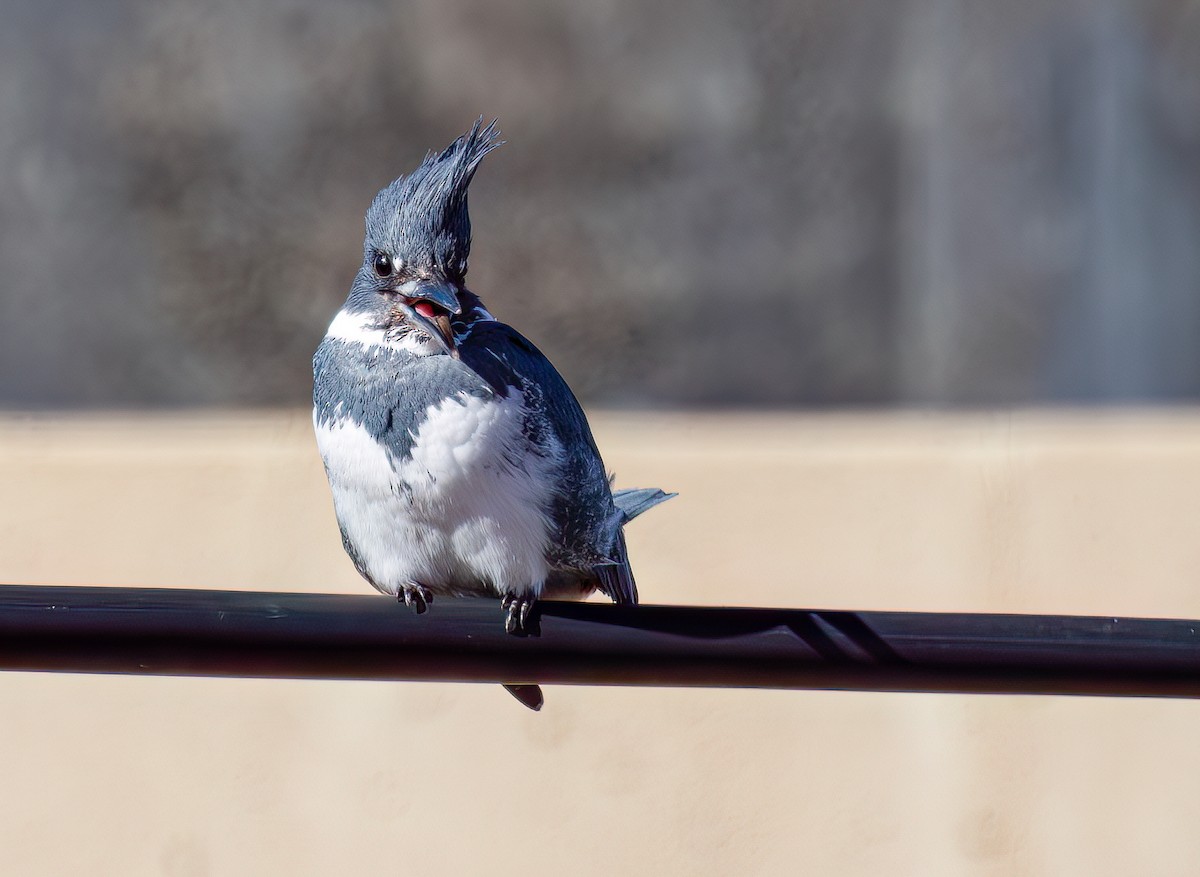 Belted Kingfisher - ML615180847
