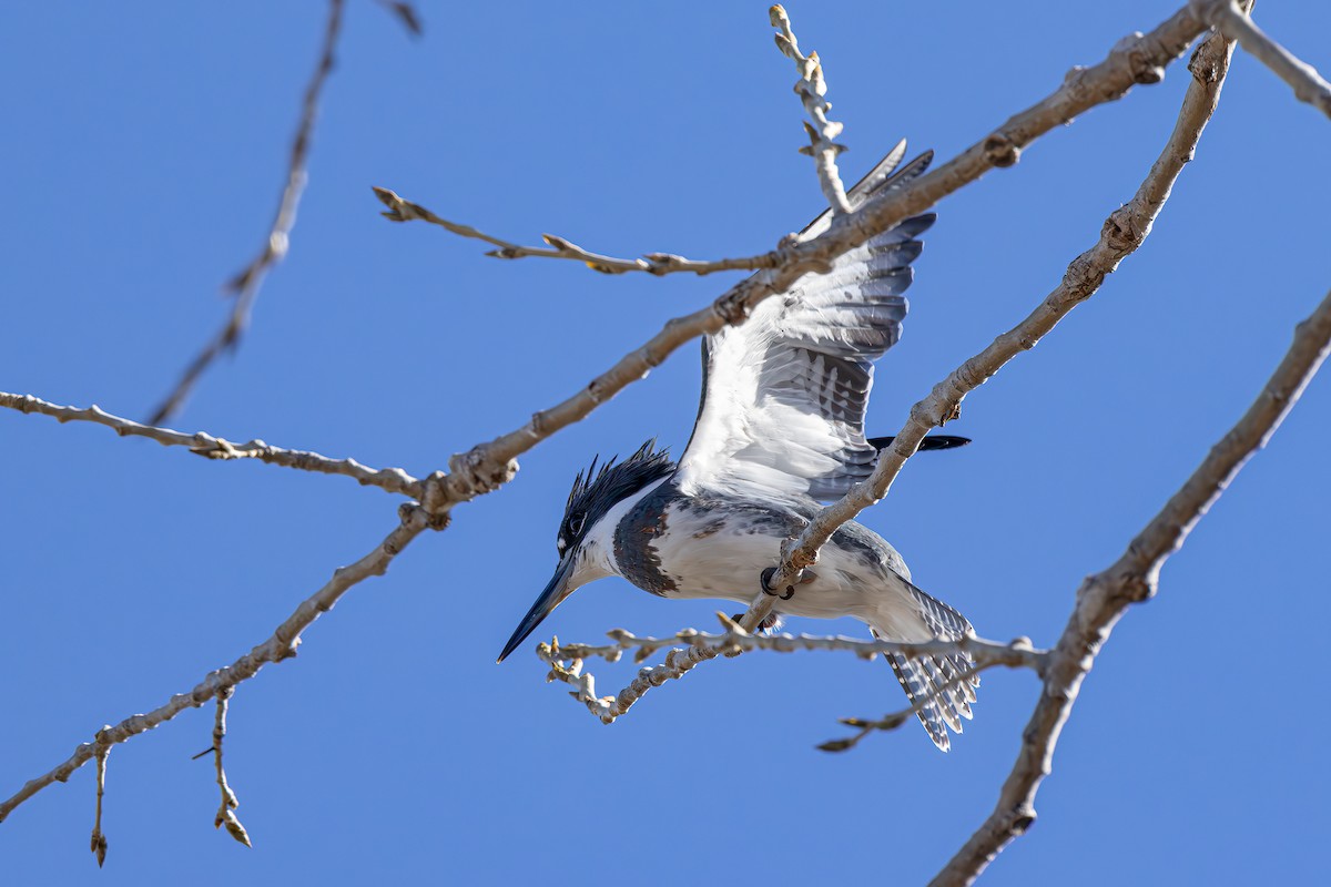 Belted Kingfisher - ML615180848