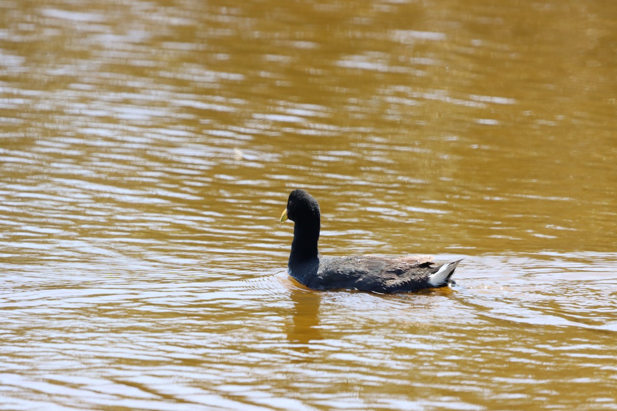 Red-fronted Coot - Mario Reyes