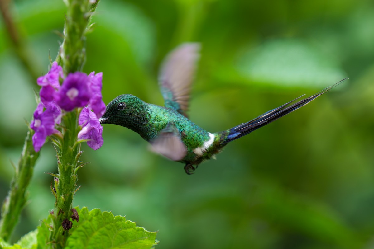 Green Thorntail - Jeff Hapeman