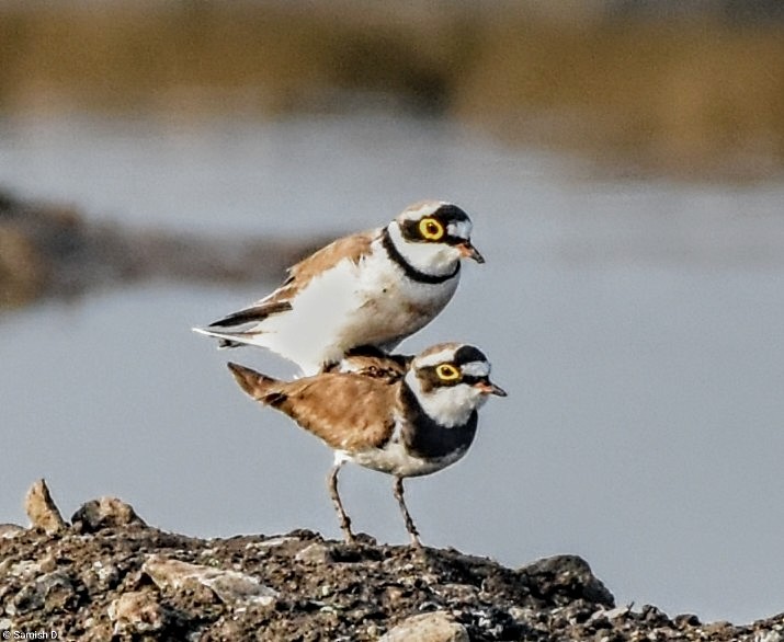 Little Ringed Plover - ML615180920