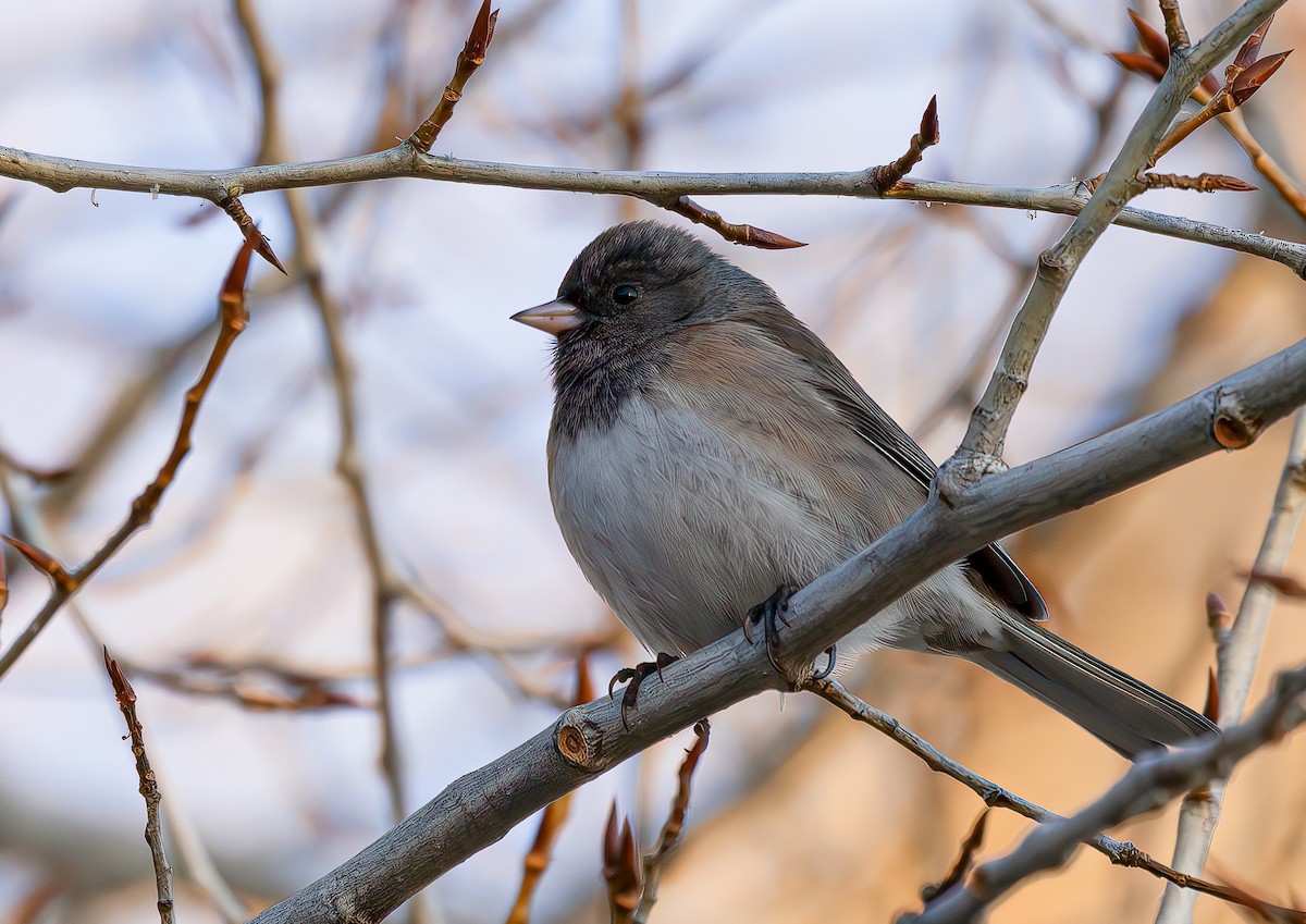 Junco Ojioscuro - ML615180959