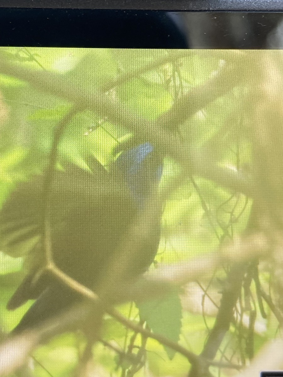 Blue Bunting - Henry Armknecht