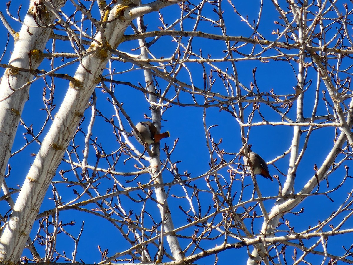 Bohemian Waxwing - ML615181109