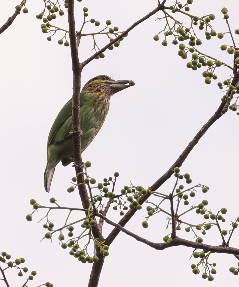 Yeşil Kulaklı Barbet - ML615181110