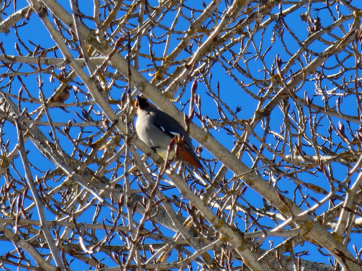 Bohemian Waxwing - ML615181156