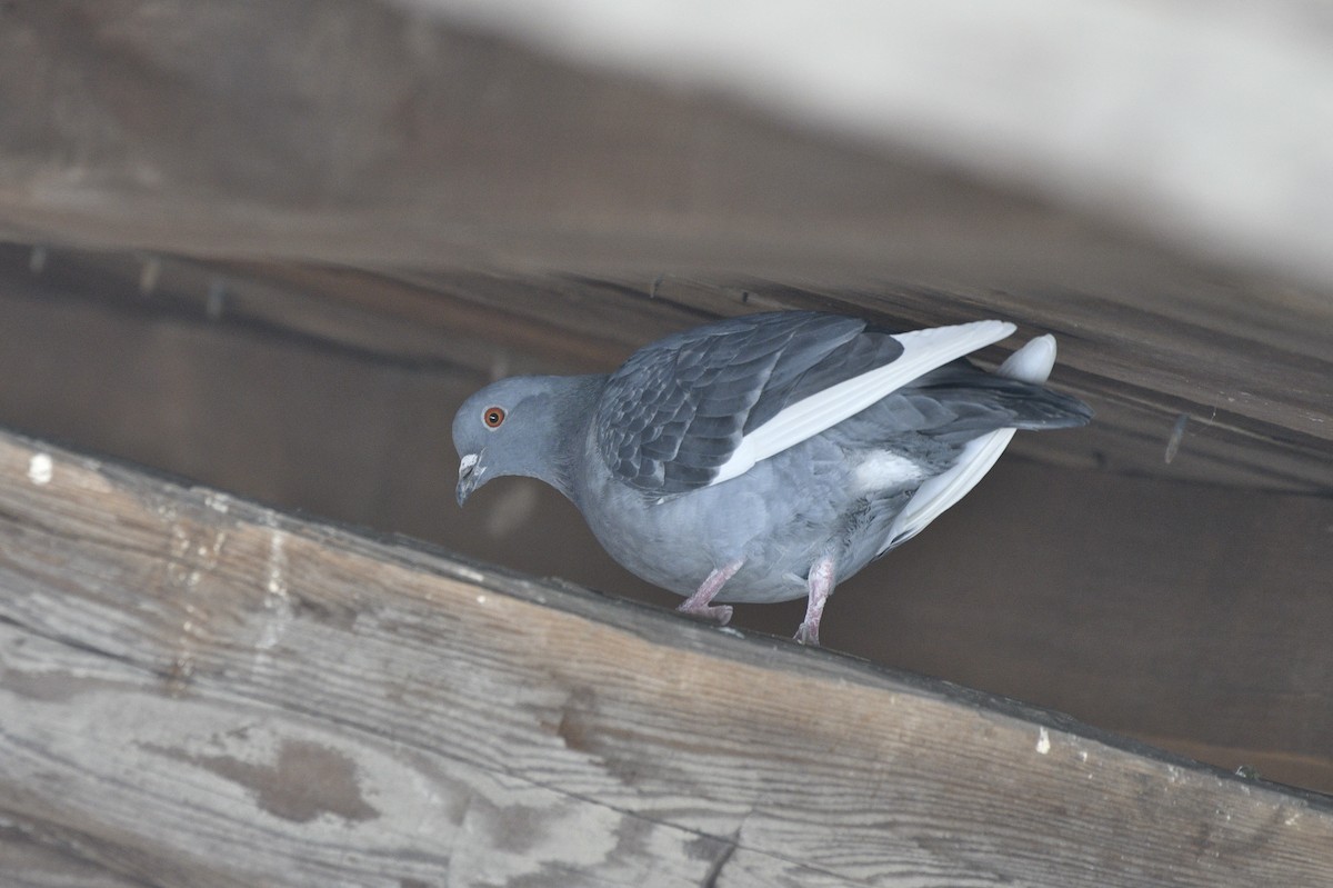 Rock Pigeon (Feral Pigeon) - ML615181170