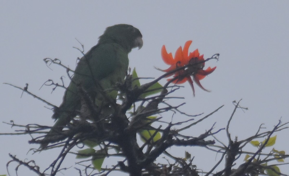 Orange-chinned Parakeet - Rodolfo Dodero