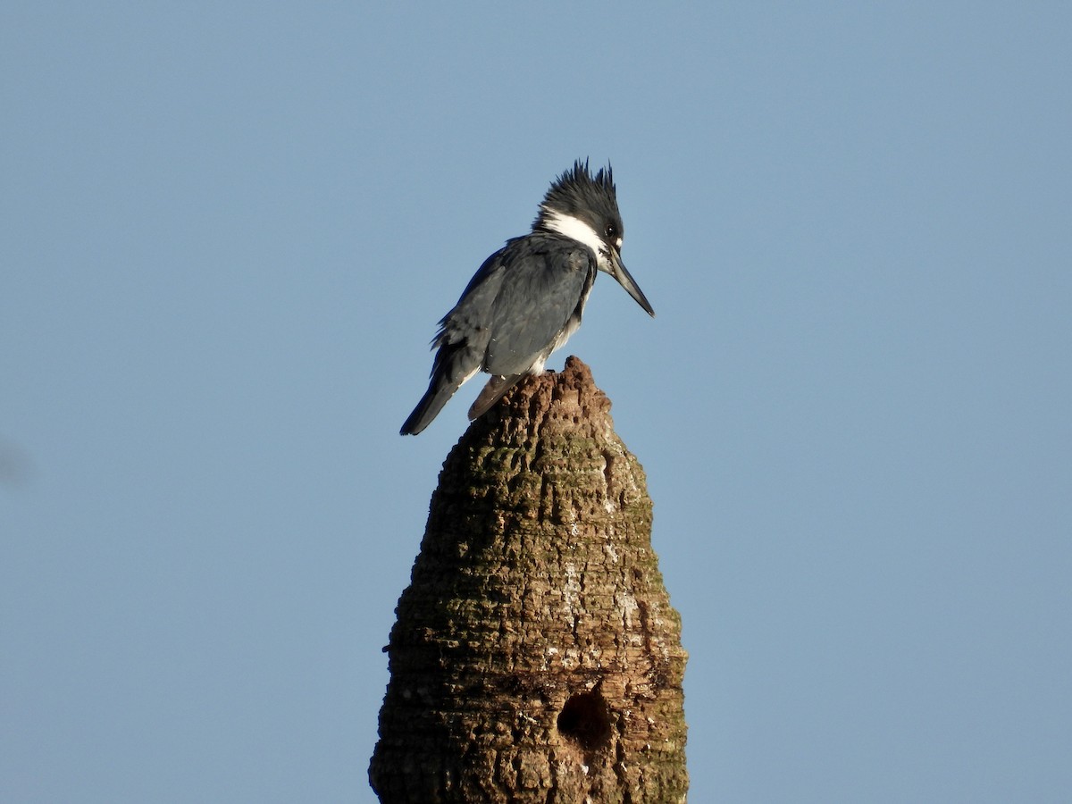 Belted Kingfisher - ML615181244