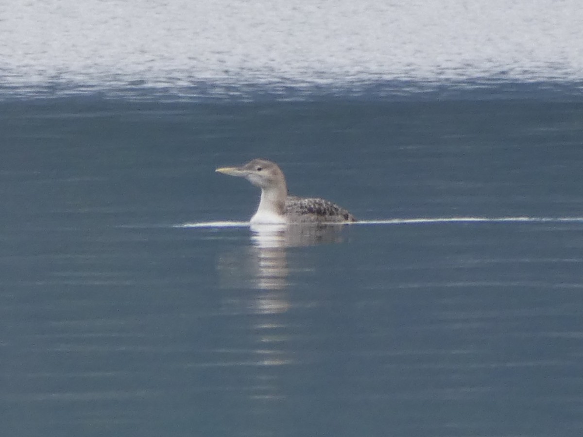 Yellow-billed Loon - ML615181264