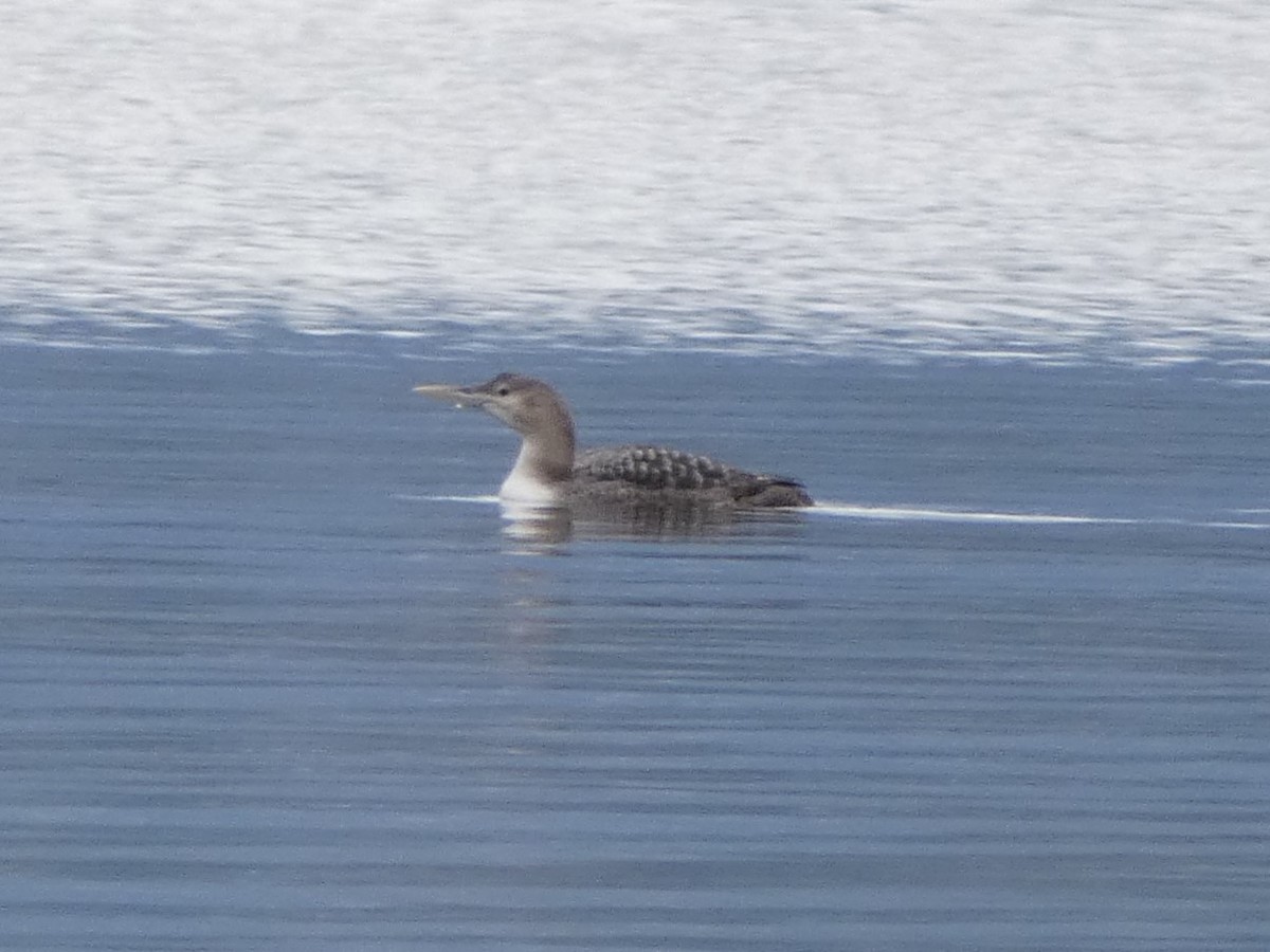 Yellow-billed Loon - ML615181265