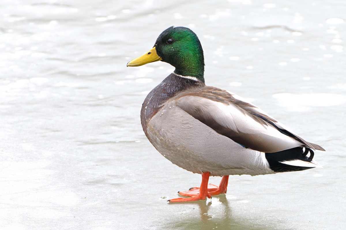 Mallard - ML615181318