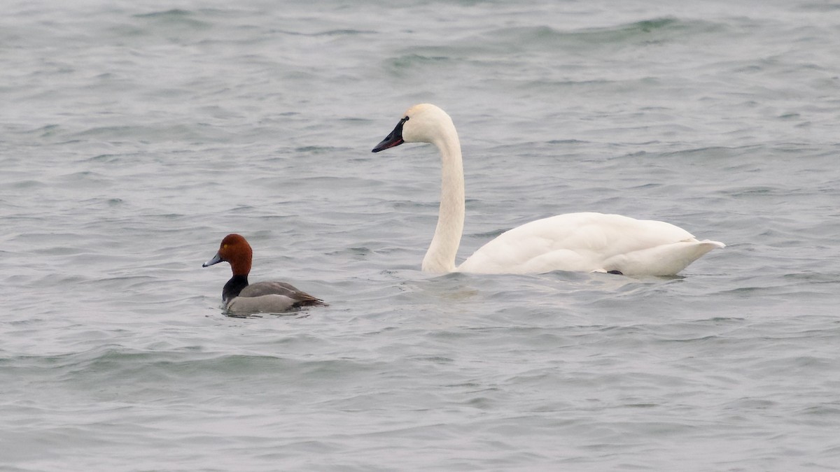 Tundra Swan - ML615181354