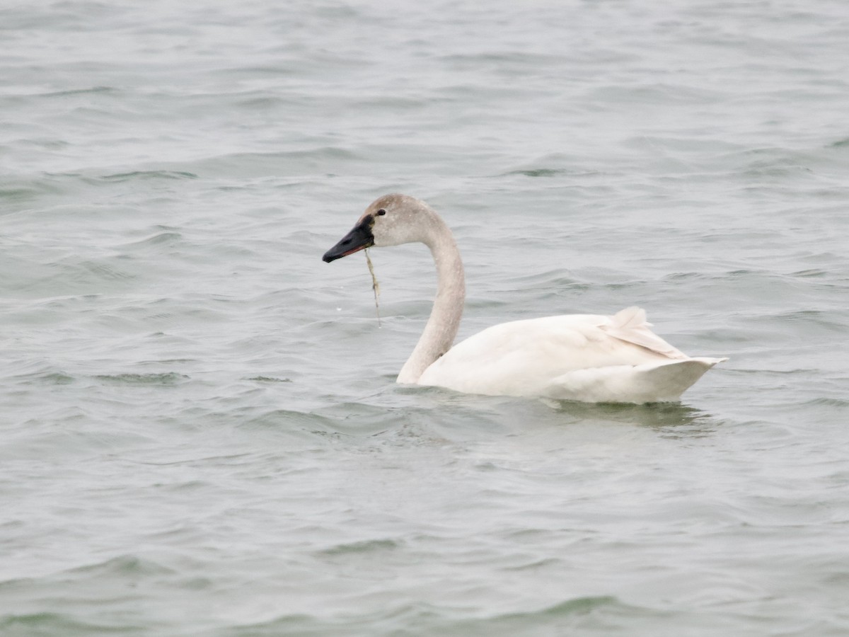 Tundra Swan - ML615181355