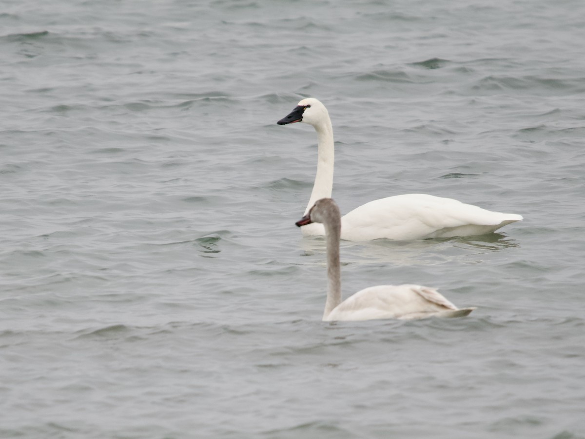 Tundra Swan - ML615181358