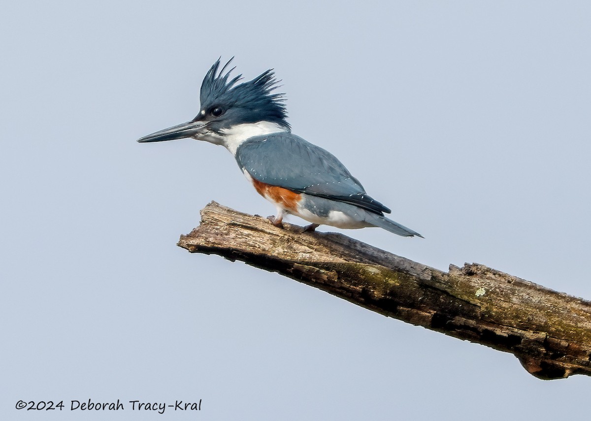 Belted Kingfisher - ML615181379