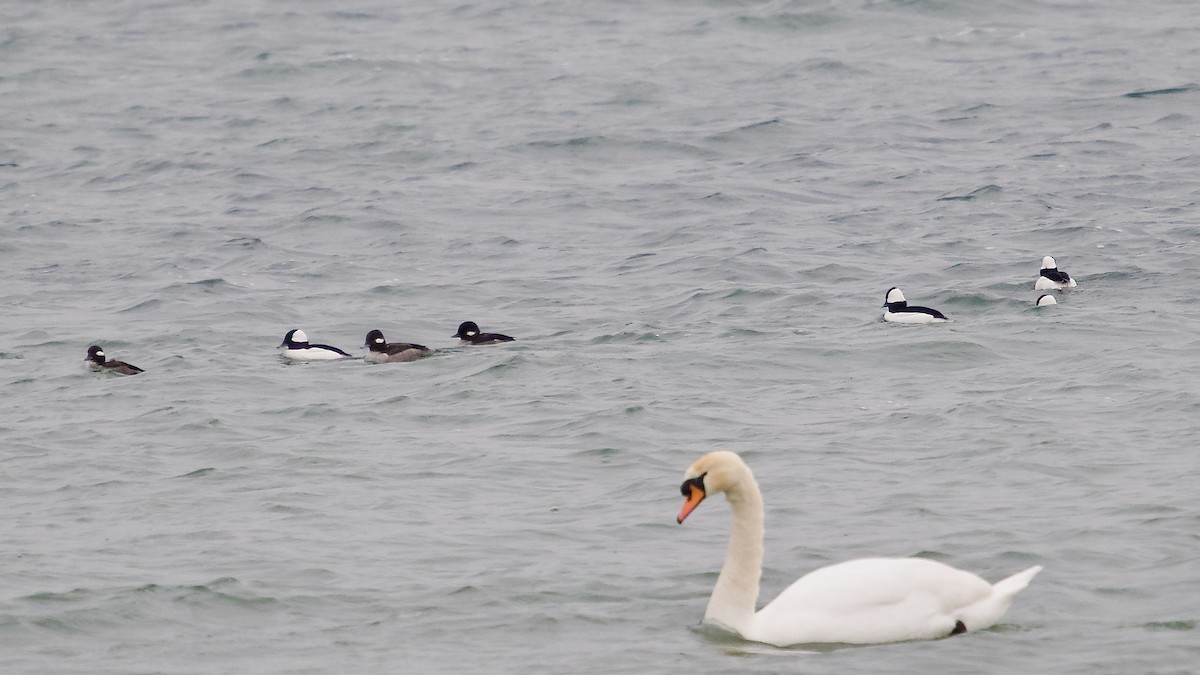 Bufflehead - ML615181380