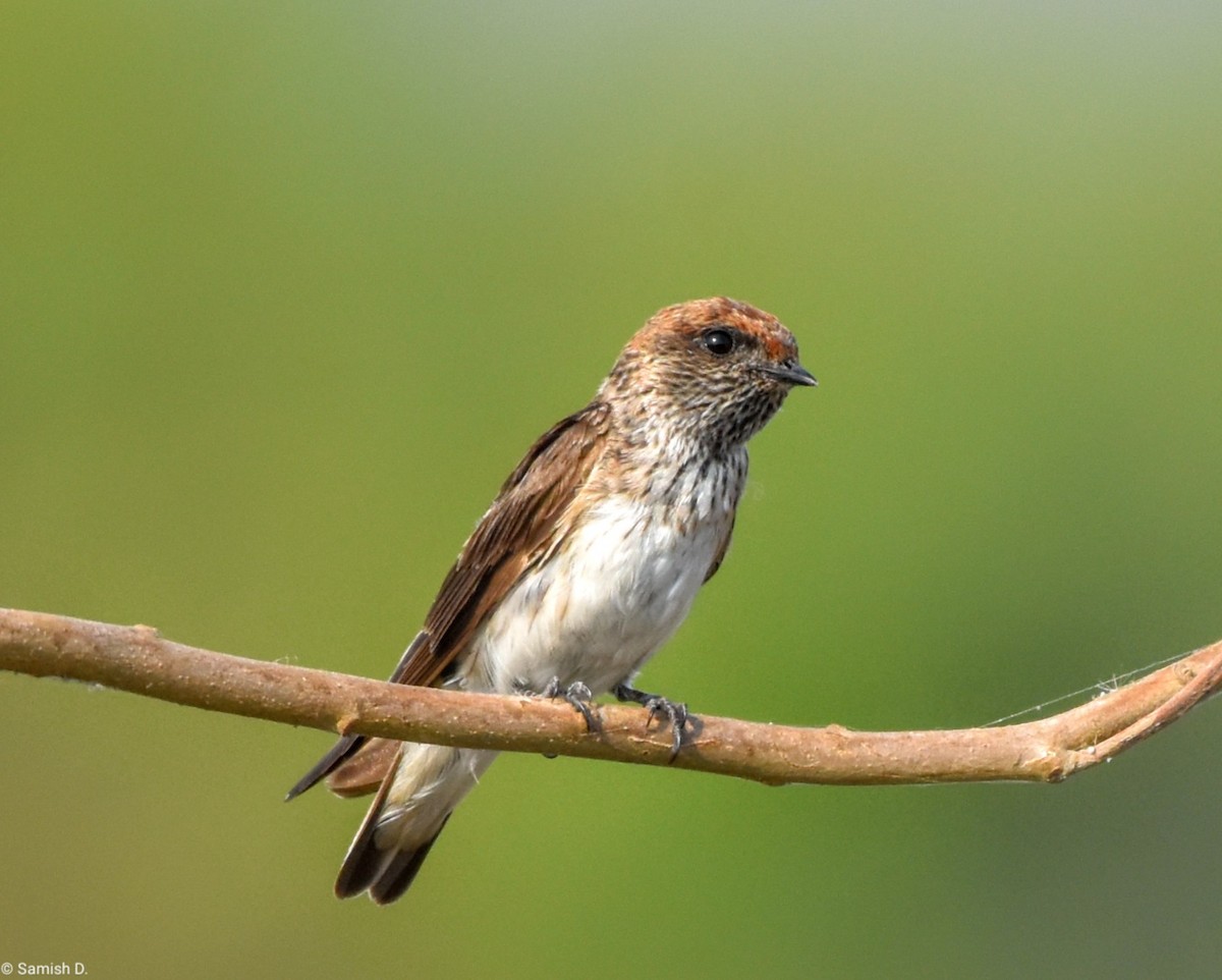 Streak-throated Swallow - ML615181428