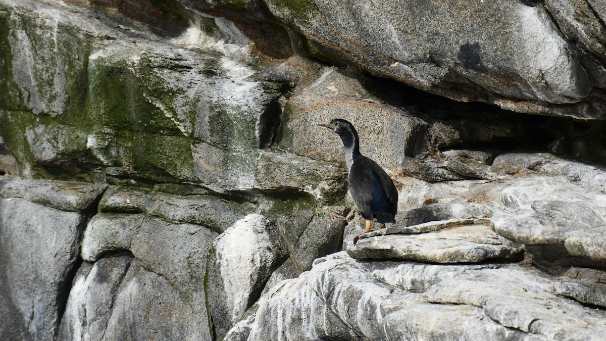Spotted Shag - ML615181500