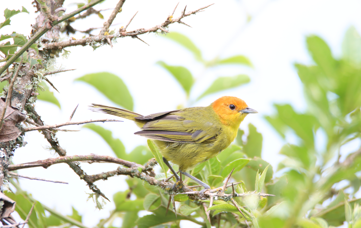 Rust-and-yellow Tanager - ML615181616