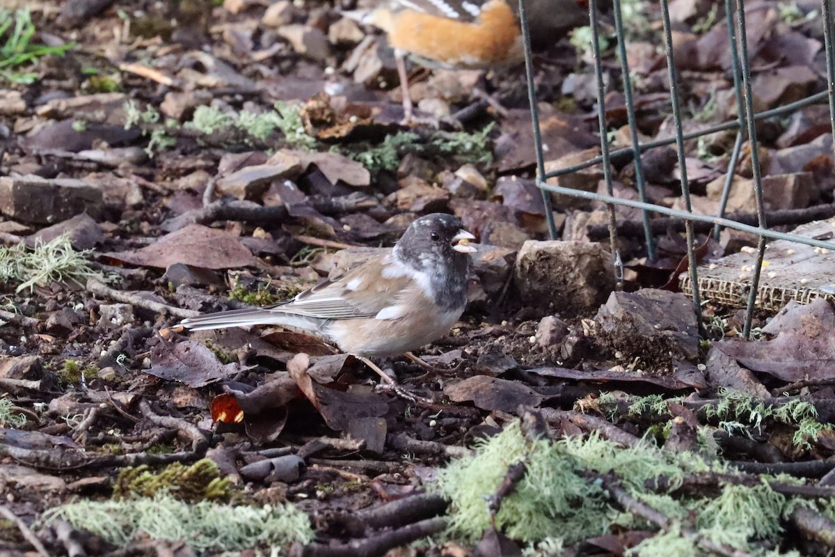 Dark-eyed Junco (Oregon) - ML615181643