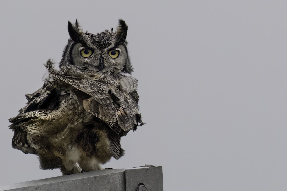 Great Horned Owl - Sonja Sorbo