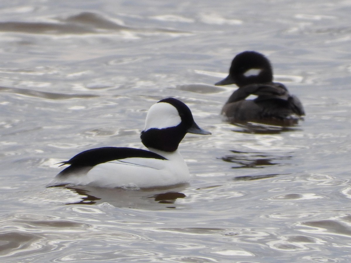 Bufflehead - ML615181765