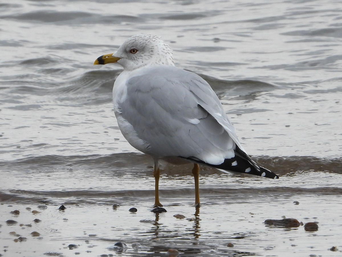 Ring-billed Gull - ML615181787