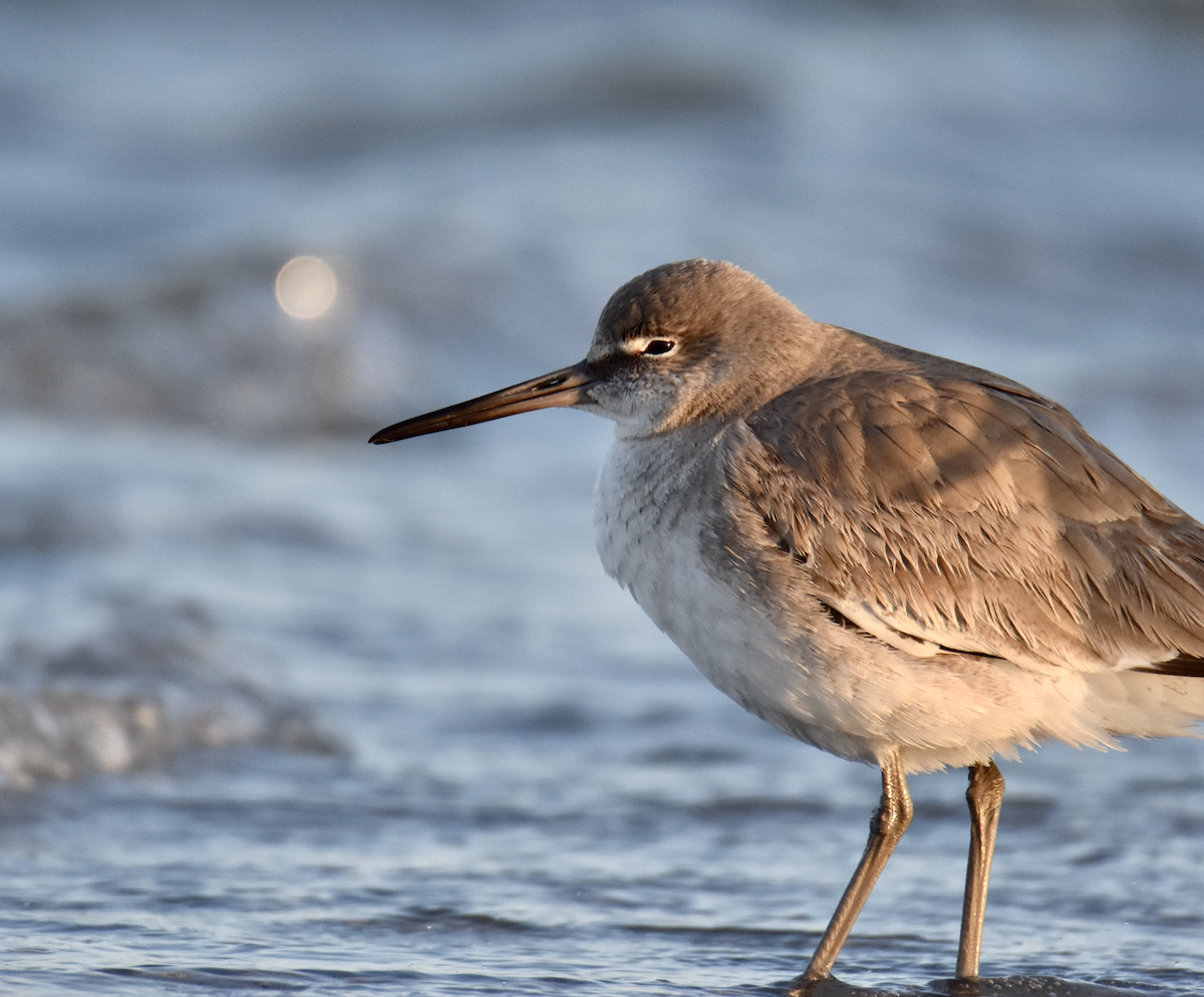 Willet - ML615181791