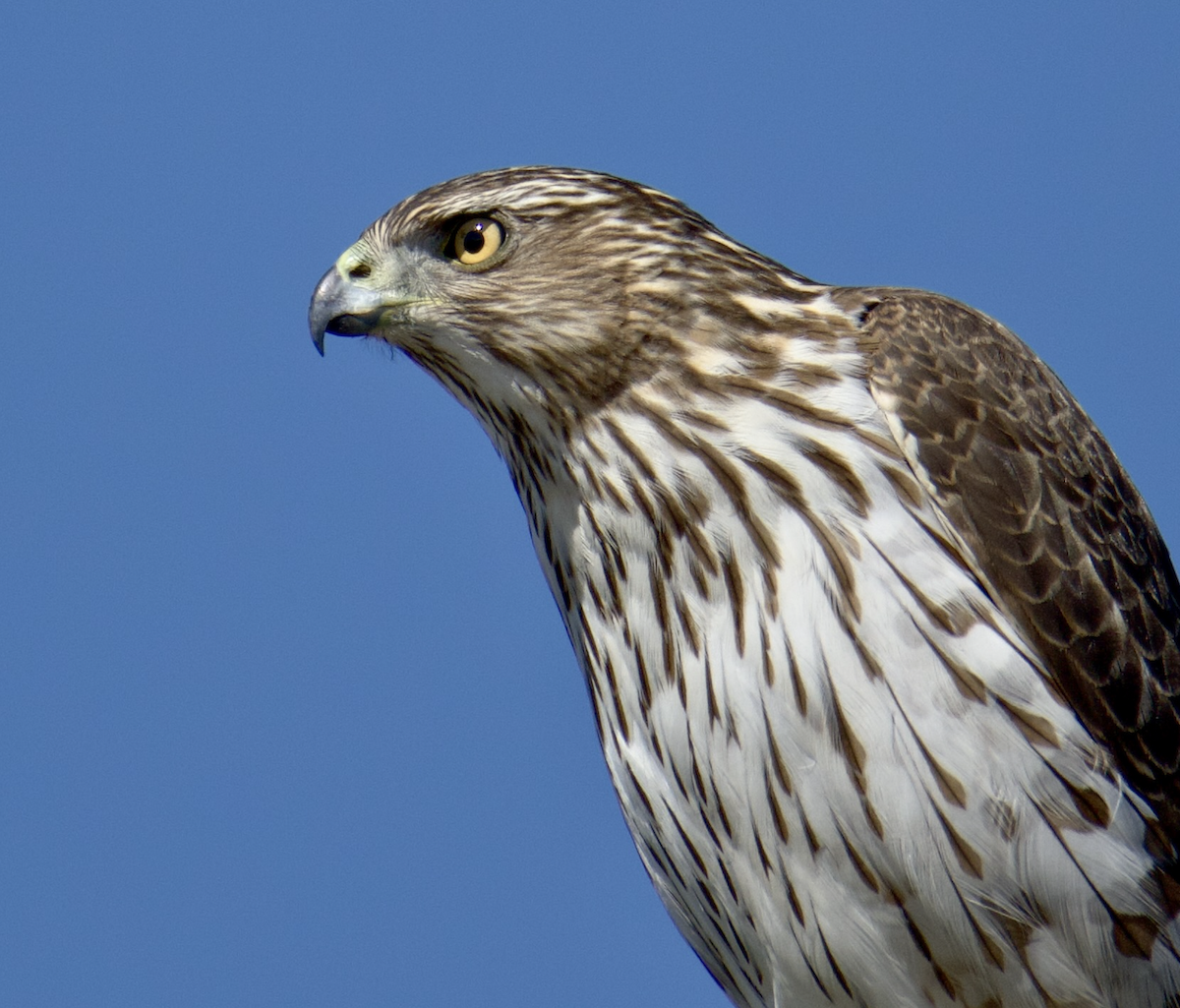 Cooper's Hawk - Anonymous